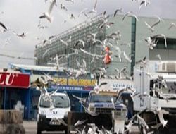 Başkent'te martı olmak