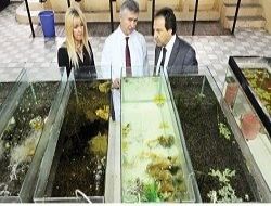 Ahırda balık üretimi