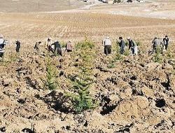 Otobanda gürültüye ağaçlı çözüm