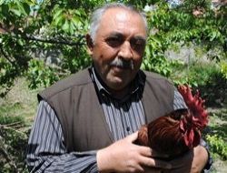 Aç tilkiler Elmadağ'a indi