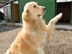 14 Şubat'a can dostu