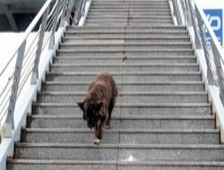 Köpekten üst geçit dersi