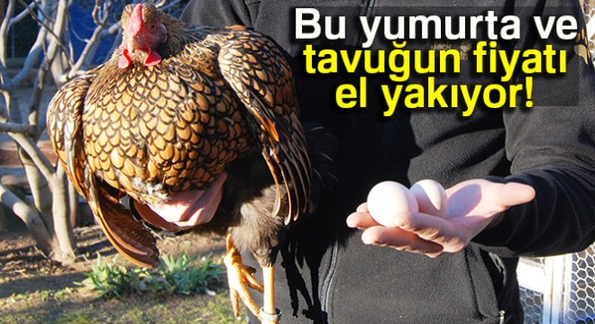 Bu tavukların tanesi 2 bin, yumurtası 40 lira