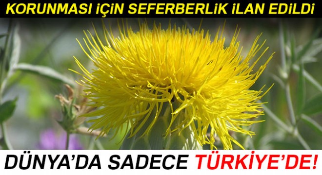 Dünyada sadece Kuşadası'nda yetişiyor, korunması için seferberlik ilan edildi