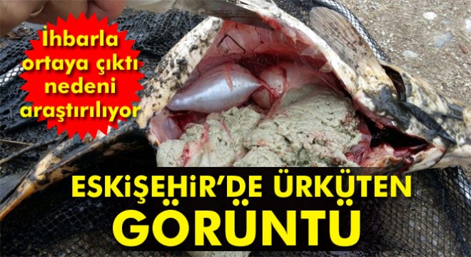 Eskişehir'deki balık ölümleri araştırılıyor