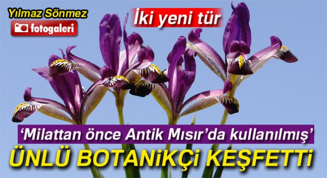 Hakkari'de iki yeni süsen bitkisi keşfedildi