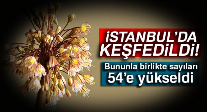 İstanbul'da yeni bir endemik bitki türü keşfedildi