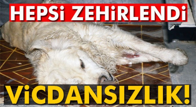Milas'ta 15 hayvan telef edildi