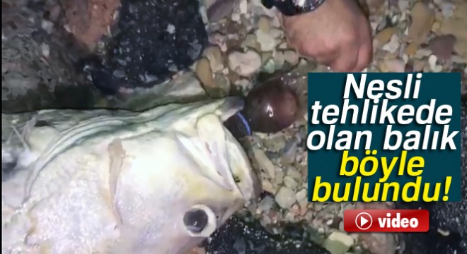 Nesli tehlikede olan balık 'pet şişe' kurbanı oldu