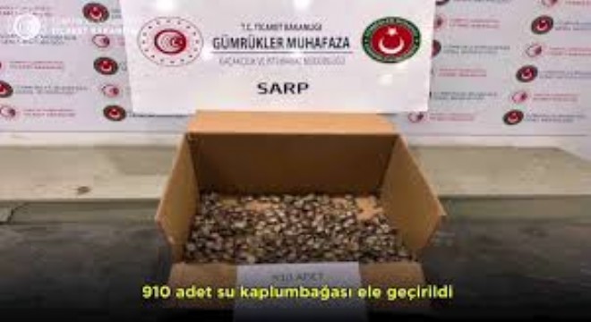 Sarp Gümrük Kapısı'nda 910 Kaçak Su Kaplumbağası Yakalandı