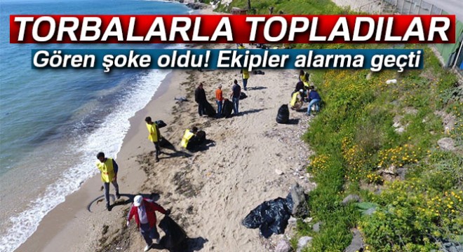 Sinop'ta yunus ölümleri araştırılıyor