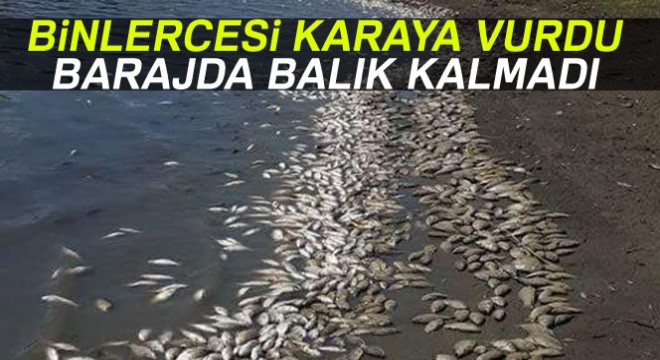 Tekirdağ'da binlerce ölü balık karaya vurdu