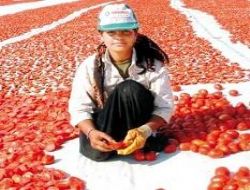 Sebze fiyatı düştü, domates arttı